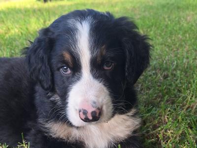 Bernese Mountain Dog x puppies in Cork