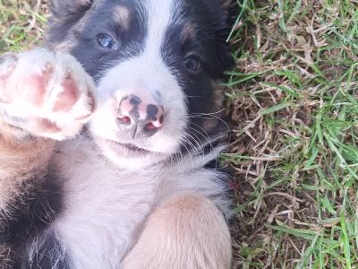 Bernese Mountain Dog x puppies in Cork
