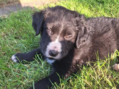 Bernese Mountain Dog x puppies in Cork
