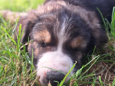 Bernese Mountain Dog x puppies in Cork