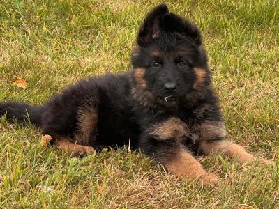 Long Coat German Shepherd puppies in Waterford