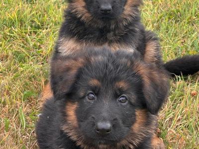 Long Coat German Shepherd puppies in Waterford