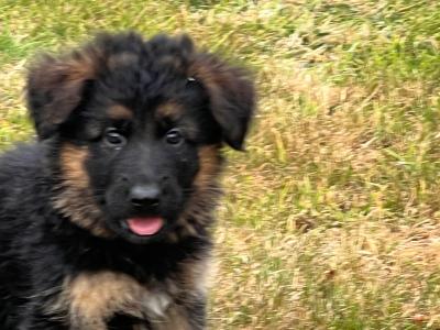 Long Coat German Shepherd puppies in Waterford