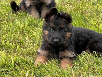 Long Coat German Shepherd puppies in Waterford