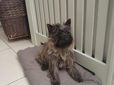 IKC Registered Cairn Terrier puppies in Tipperary - 1 male left