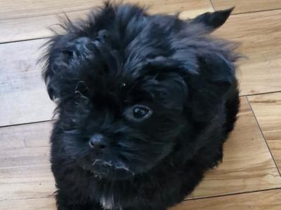 Imperial Shih Tzu puppies in Clare