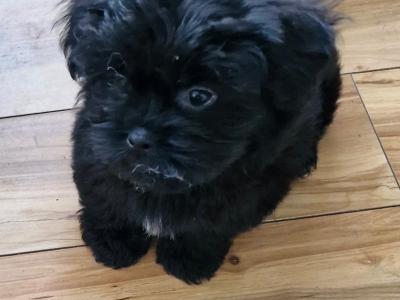 Imperial Shih Tzu puppies in Clare