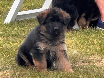 Top Quality German Shepherd puppies in Waterford