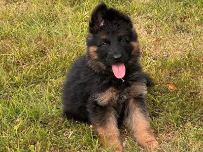 Long Coat German Shepherd puppies in Waterford