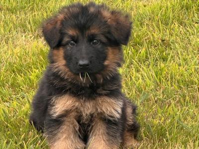 Long Coat German Shepherd puppies in Waterford