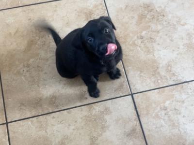 5 Labrador puppies in Donegal