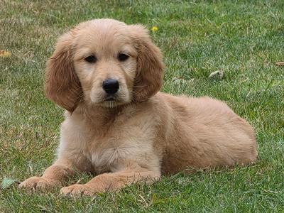 Irish Golden Setter  puppies in Limerick✨️