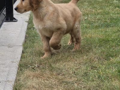 Irish Golden Setter  puppies in Limerick✨️