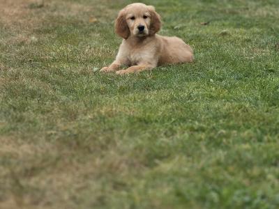 Irish Golden Setter  puppies in Limerick✨️
