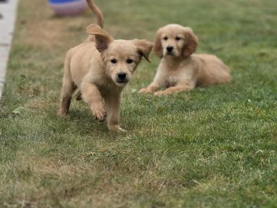 Irish Golden Setter  puppies in Limerick✨️