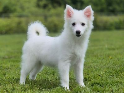 Male Japanese Spitz in Limerick