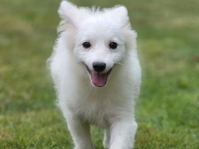Male Japanese Spitz in Limerick