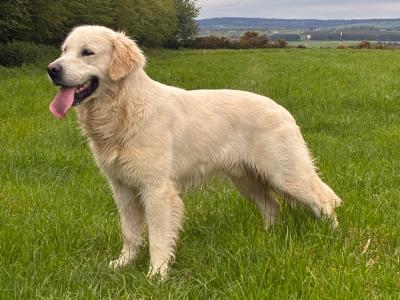 Pedigree , PROVEN IKC Golden Retriever Stud