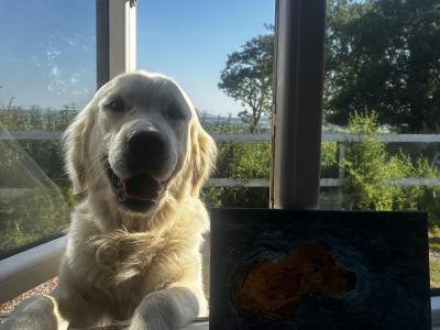 Magnificent IKC Golden Retriever Stud
