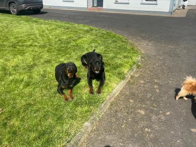 Quality Rottweiler puppies