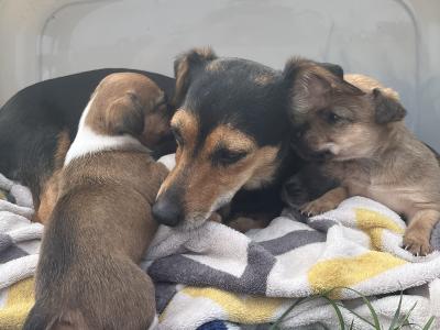 2 Adorable Jack Russell puppies 🐶 in Offaly
