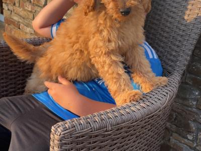 🐾🐾 Miniature Poodle puppies 🐾🐾 in Carlow