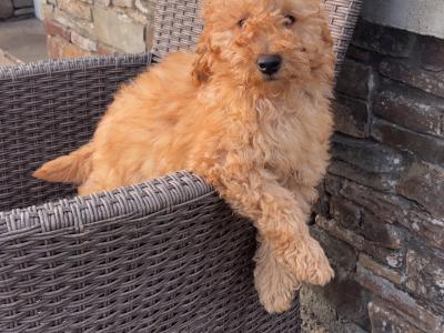🐾🐾 Miniature Poodle puppies 🐾🐾 in Carlow