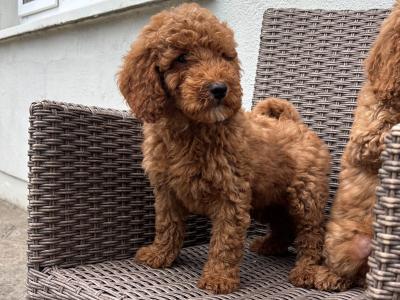 🐾🐾 Miniature Poodle puppies 🐾🐾 in Carlow