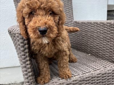🐾🐾 Miniature Poodle puppies 🐾🐾 in Carlow
