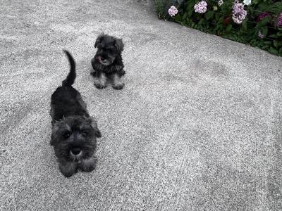 Salt and pepper male and female