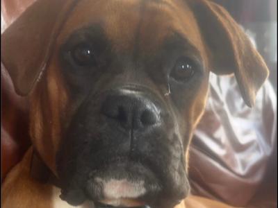 Female Boxer for sale in Kilkenny