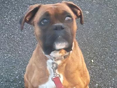 Female Boxer for sale in Kilkenny