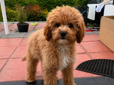 Beautiful Cavapoochon female puppy
