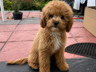 Beautiful Cavapoochon female puppy