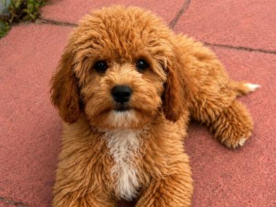 Beautiful Cavapoochon female puppy