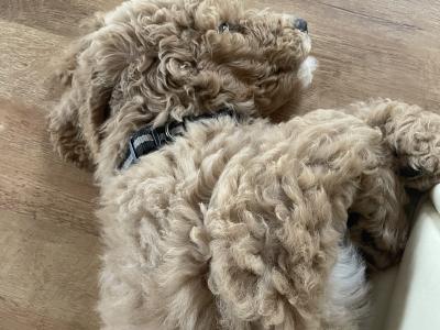 Last precious Standard male Poodle puppy in Donegal