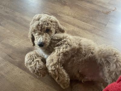 Last precious Standard male Poodle puppy in Donegal