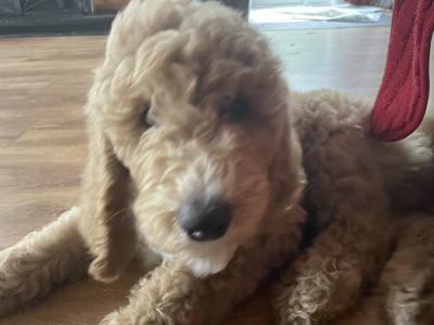 Last precious Standard male Poodle puppy in Donegal