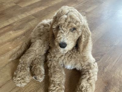Last precious Standard male Poodle puppy in Donegal