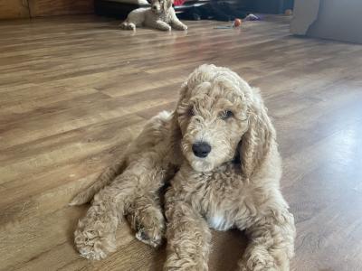 Last precious Standard male Poodle puppy in Donegal