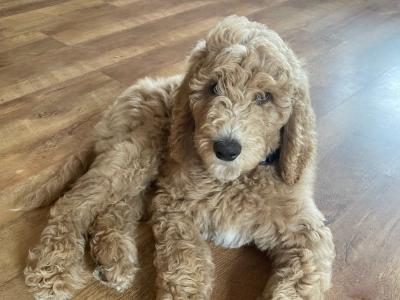 Last precious Standard male Poodle puppy in Donegal