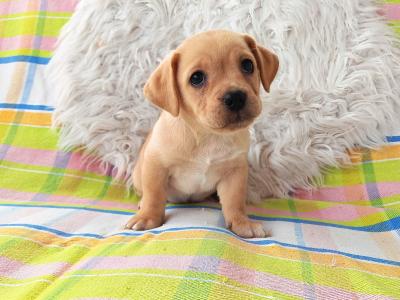 Unique Jug puppies in Wexford