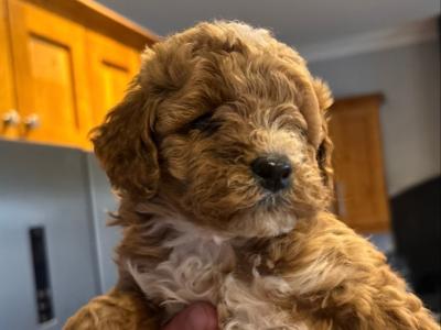 Male Toy Poodle puppy in Sligo