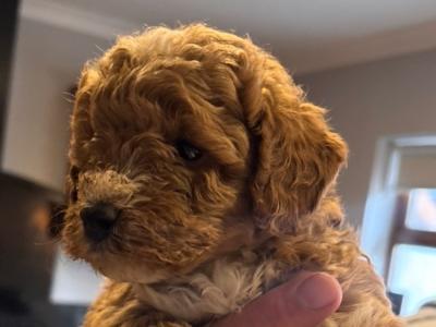 Male Toy Poodle puppy in Sligo
