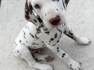 5Dalmatian puppies ready to go