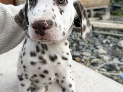 5Dalmatian puppies ready to go