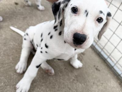 5Dalmatian puppies ready to go