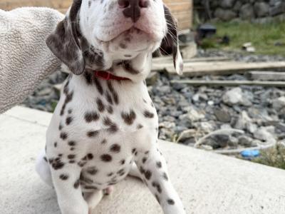 5Dalmatian puppies ready to go