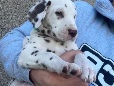 5Dalmatian puppies ready to go