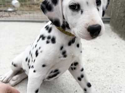 5Dalmatian puppies ready to go